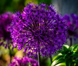 Preview wallpaper allium, flowers, plants, petals, violet