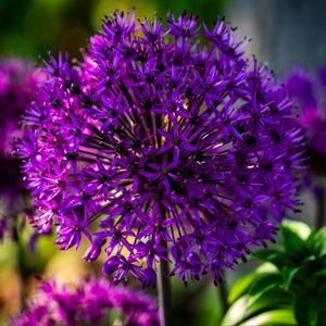 Preview wallpaper allium, flowers, plants, petals, violet