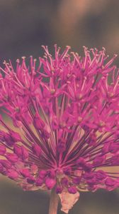 Preview wallpaper allium hollandicum, flowers, purple, blur