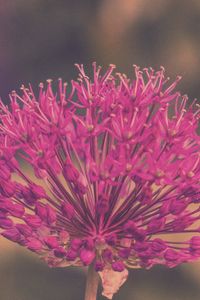 Preview wallpaper allium hollandicum, flowers, purple, blur