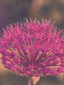 Preview wallpaper allium hollandicum, flowers, purple, blur