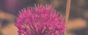 Preview wallpaper allium hollandicum, flowers, purple, blur