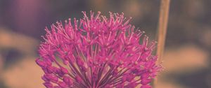 Preview wallpaper allium hollandicum, flowers, purple, blur