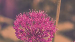 Preview wallpaper allium hollandicum, flowers, purple, blur
