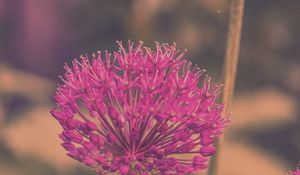 Preview wallpaper allium hollandicum, flowers, purple, blur