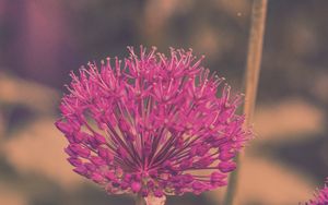 Preview wallpaper allium hollandicum, flowers, purple, blur
