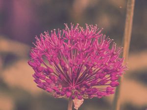 Preview wallpaper allium hollandicum, flowers, purple, blur