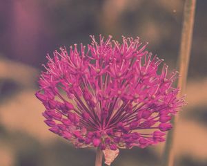 Preview wallpaper allium hollandicum, flowers, purple, blur