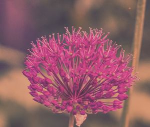 Preview wallpaper allium hollandicum, flowers, purple, blur