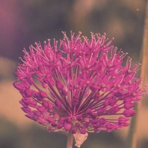 Preview wallpaper allium hollandicum, flowers, purple, blur