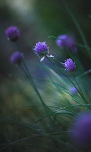 Preview wallpaper allium ledebourianum, flowers, buds, blur