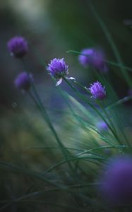 Preview wallpaper allium ledebourianum, flowers, buds, blur