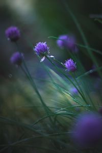 Preview wallpaper allium ledebourianum, flowers, buds, blur