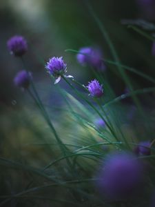 Preview wallpaper allium ledebourianum, flowers, buds, blur