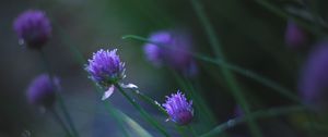 Preview wallpaper allium ledebourianum, flowers, buds, blur