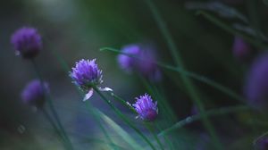 Preview wallpaper allium ledebourianum, flowers, buds, blur