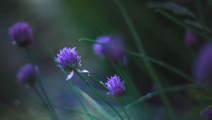 Preview wallpaper allium ledebourianum, flowers, buds, blur