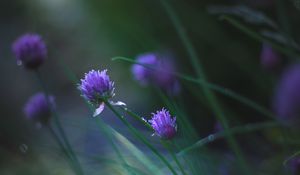 Preview wallpaper allium ledebourianum, flowers, buds, blur