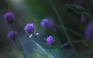 Preview wallpaper allium ledebourianum, flowers, buds, blur