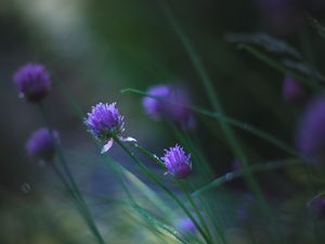 Preview wallpaper allium ledebourianum, flowers, buds, blur