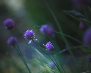 Preview wallpaper allium ledebourianum, flowers, buds, blur