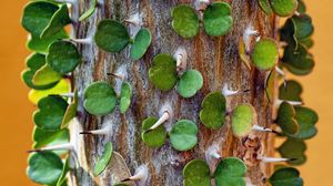 Preview wallpaper alluaudia procera, leaves, macro, plant