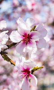 Preview wallpaper almond, flowers, petals, branch