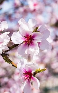 Preview wallpaper almond, flowers, petals, branch