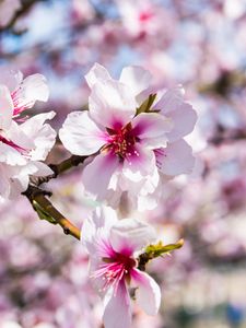 Preview wallpaper almond, flowers, petals, branch