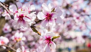 Preview wallpaper almond, flowers, petals, branch