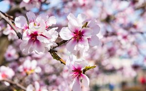 Preview wallpaper almond, flowers, petals, branch