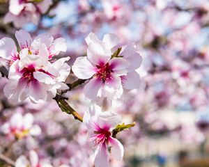 Preview wallpaper almond, flowers, petals, branch