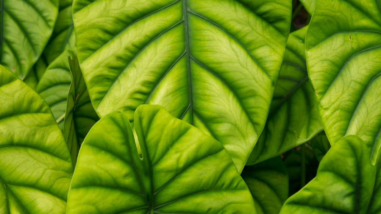 Wallpaper alocasia, leaves, veins, macro, green