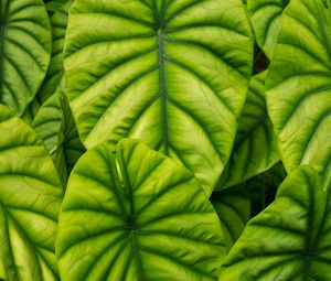 Preview wallpaper alocasia, leaves, veins, macro, green
