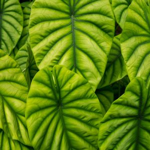 Preview wallpaper alocasia, leaves, veins, macro, green