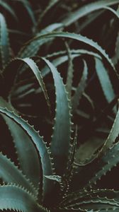 Preview wallpaper aloe, flower, plant, leaves, green