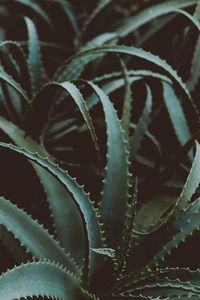 Preview wallpaper aloe, flower, plant, leaves, green