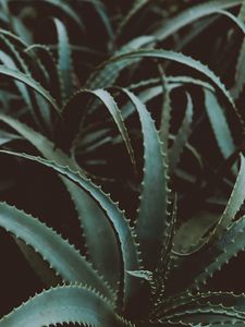 Preview wallpaper aloe, flower, plant, leaves, green