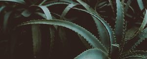 Preview wallpaper aloe, flower, plant, leaves, green