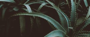 Preview wallpaper aloe, flower, plant, leaves, green