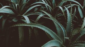 Preview wallpaper aloe, flower, plant, leaves, green