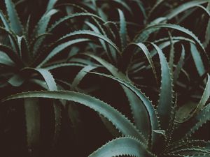 Preview wallpaper aloe, flower, plant, leaves, green