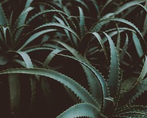 Preview wallpaper aloe, flower, plant, leaves, green