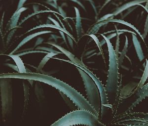 Preview wallpaper aloe, flower, plant, leaves, green