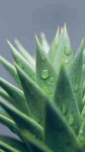 Preview wallpaper aloe, leaves, drops, water, macro