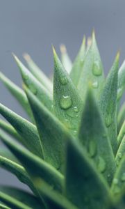 Preview wallpaper aloe, leaves, drops, water, macro