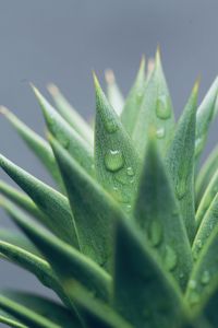 Preview wallpaper aloe, leaves, drops, water, macro