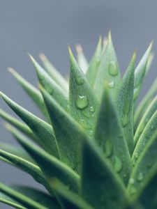 Preview wallpaper aloe, leaves, drops, water, macro