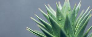 Preview wallpaper aloe, leaves, drops, water, macro