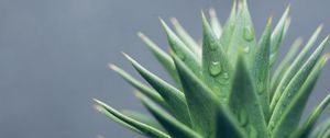 Preview wallpaper aloe, leaves, drops, water, macro